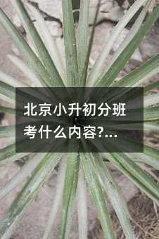 北京小升初分班考什么内容?时间是哪天?附备考建议