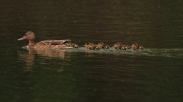小学语文学科学习总结