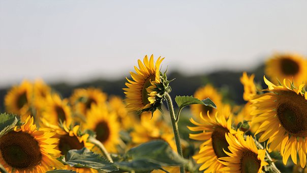 语文教学老师心得篇