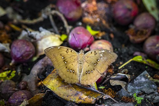 分数背后的思维真相:为何故事与探究是最好的数学启蒙