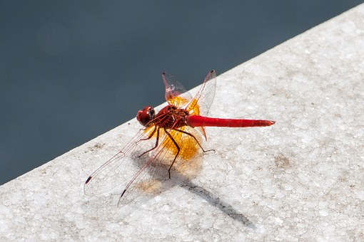 深度卷入:在秋光中重塑语文课堂的专业尊严
